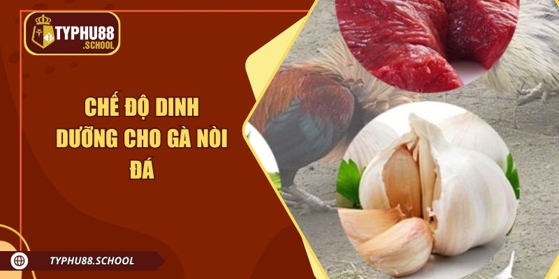 Chế độ dinh dưỡng đóng vai trò quan trọng đối với chiến kê đá gà nòi