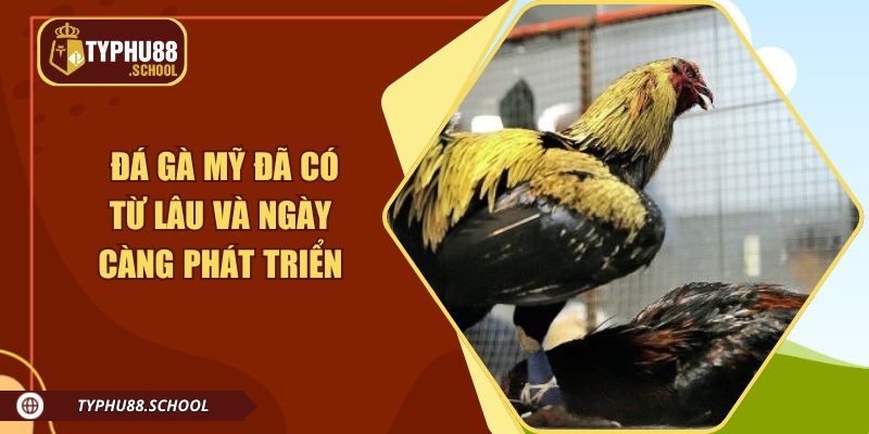 Đá gà Mỹ đã có từ lâu đời, nơi hội tụ các chiến kê lì lợm, dũng mãnh