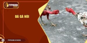 Đá Gà Nòi - Những Cuộc Chiến Đỉnh Cao Từ Chiến Kê Dũng Mãnh