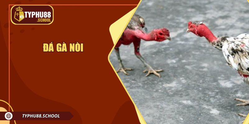 Đá Gà Nòi - Những Cuộc Chiến Đỉnh Cao Từ Chiến Kê Dũng Mãnh