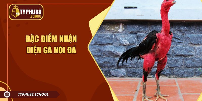 Đặc điểm của những chiến kê tham gia đá gà nòi