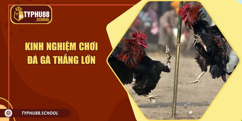 Kinh nghiệm tham gia chơi đặt cược đá gà để thắng lớn