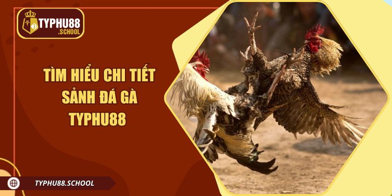 Tìm hiểu cụ thể về đá gà Typhu88