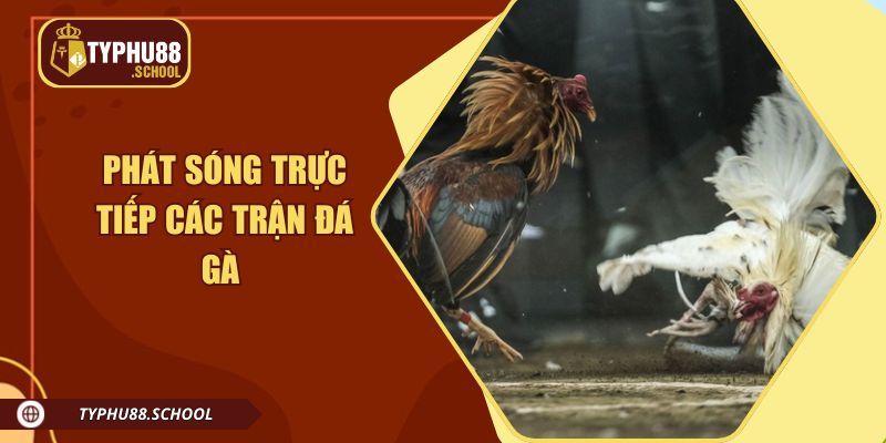 Typhu88 phát sóng trực tiếp đa dạng các hình thức đá gà